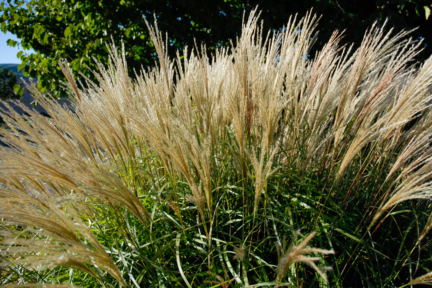 Compact Maiden Grass